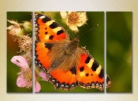Pictură Magic Color Triptych Butterfly (2698964)