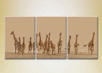 Pictură Magic Color Triptych Herd of Giraffes 01 (2699007)