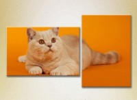 Картина ArtPoster Red cat on an Orange background (2603008)