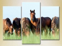 Pictură Magic Color Triptych Horses in the field 01 (2698986)