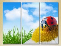 Pictură Magic Color Triptych Ladybug on a camomile (2698966)