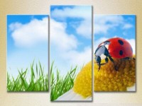 Pictură Magic Color Triptych Ladybug on a camomile 2 (2698965) imaginea #1 — magazin online Desire.md