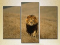 Pictură Magic Color Triptych Lion Hunt 01 (2698980)