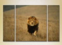 Pictură Magic Color Triptych Lion hunts (2698987)