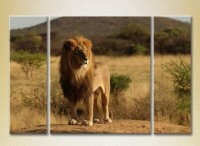 Pictură Magic Color Triptych Lion on the Hill (2698981)