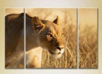 Pictură Magic Color Triptych Lioness 02 (2698988)