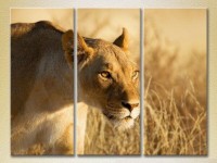 Pictură Magic Color Triptych Lioness 03 (2698991)