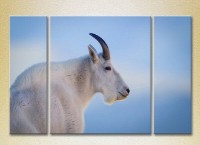 Pictură Magic Color Triptych Mountain Goat, philosopher (2698970)