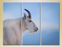 Pictură Magic Color Triptych Mountain Goat, philosopher (2698977)