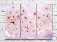 Картина Rainbow Abundant cherry blossom (500467)