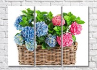 Pictură Rainbow Basket with hydrangea on a white background (500330)