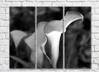 Pictură Rainbow Black and White calla lilies (3448927)