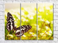 Картина Rainbow Black butterfly on the background of a chamomile field (500832)