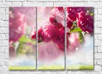 Pictură Rainbow Blooming cherry on a background of grass (3448924)