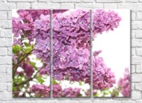 Pictură Rainbow Blooming lilac bush on a White background (500816)