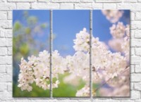 Pictură Rainbow Blooming sakura branches against the sky (500815)