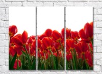 Pictură Rainbow Bottom view of red tulip field (500338)