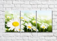 Pictură Rainbow Bright daisies against a flower field (500842)