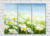 Pictură Rainbow Bright daisies on a Sky background (500841)