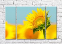 Pictură Rainbow Bright sunflower on a Yellow/Blue background (500843)