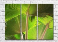 Pictură Rainbow Broad Leaves of Tropical Plants (500838)