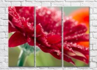 Pictură Rainbow Burgundy gerbera petals with dew drops (500427)