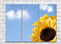Pictură Rainbow Close up of a sunflower against the sky with clouds (500416)