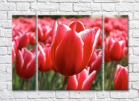 Pictură Rainbow Close up of a tulip flower on a red background of a flower field (500421)