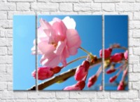 Pictură Rainbow Close up sakura flower against the sky (500419)