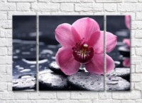 Картина Rainbow Close-up of pink orchid flower on a background of wet pebbles (500404)