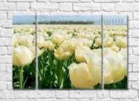 Pictură Rainbow Cream Tulip Field (500526)