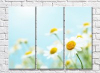Pictură Rainbow Daisy flowers on a Blue background (500826)