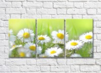 Pictură Rainbow Daisy flowers on a Green grass background (500827)