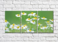 Картина Rainbow Delicate daisies on a green background (500455)