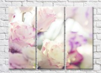 Картина Rainbow Delicate eustoma flowers on a light background (500460)