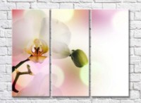 Pictură Rainbow Delicate orchid flower with a bud on a light background (500466)