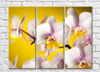 Pictură Rainbow Delicate pink orchids on a yellow background (500454)