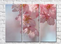 Pictură Rainbow Delicate sakura flowers on a gray background (500463)