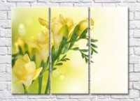 Pictură Rainbow Delicate yellow freesia flowers (500461)