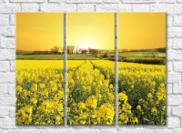 Картина Rainbow Field of yellow flowers at dawn (500529)