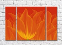 Pictură Rainbow Fiery abstraction from tulip petals (500468)