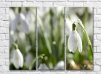 Pictură Rainbow First spring flowers snowdrops (500504)