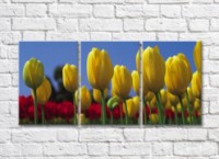 Pictură Rainbow Flowerbeds with yellow and red tulips (500323)