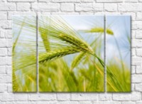 Картина Rainbow Green ears of wheat (500312)