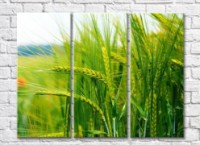 Картина Rainbow Green ears of wheat in the background (500310)