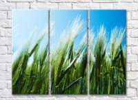 Pictură Rainbow Green ears of wheat on a blue sky background (500311)