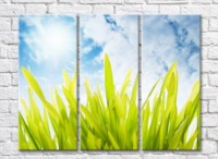 Картина Rainbow Green grass against an azure sky (500308)