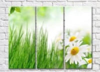 Pictură Rainbow Green grass and chamomile (500307)