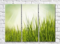 Pictură Rainbow Green grass in the sun (500306)