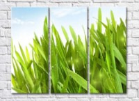 Pictură Rainbow Green grass with dew drops on a blue sky background (500309)